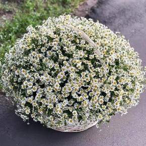 Композиция в корзине из 151 ромашки в Орехово-Зуево