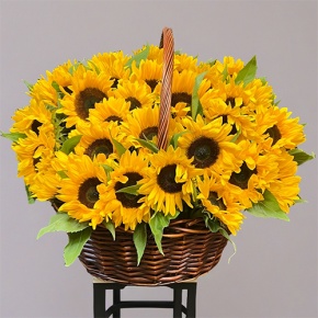 Композиция в корзине из 51 подсолнуха в Орехово-Зуево