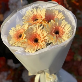 Букет из 5 персиковых гербер в Орехово-Зуево