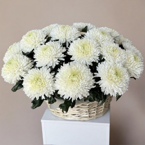 Композиция в корзине из 25 хризантем Магнум в Орехово-Зуево