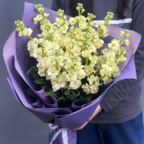 Букет из 15 лимонных маттиол в Орехово-Зуево