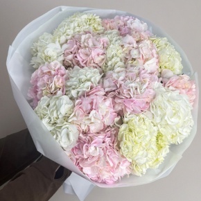 Букет из 17 нежных гортензий в Орехово-Зуево
