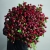 Монобукет из 75 кустовых роз Марун (70 см) в Орехово-Зуево