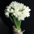 Букет из 25 нарциссов в Орехово-Зуево